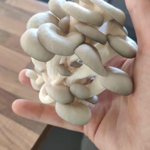 Webinar: Introduction to Mushroom Cultivation for Beginners  23rd March 7pm-9pm