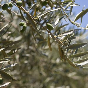 Webinar Food Sovereignty, Farming & Palestine 16th April 7pm-8pm