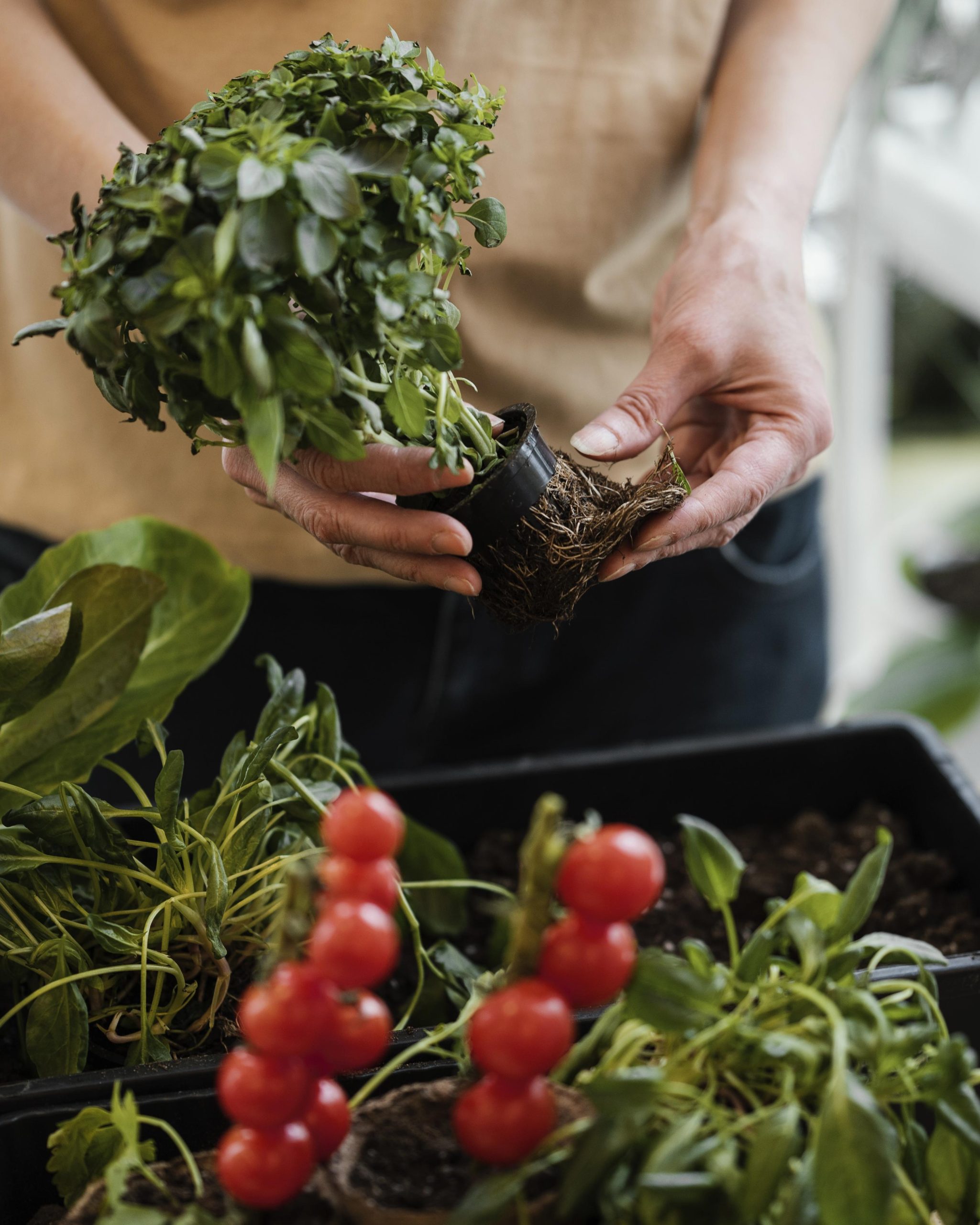 Workshop: Food Growing for Beginners