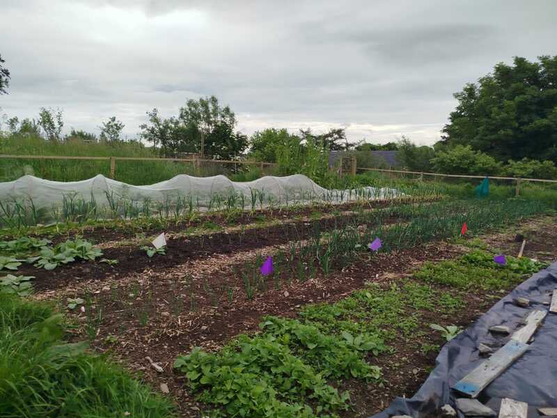 Vegetable garden