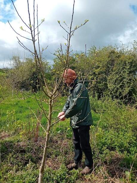 Food Forest 2