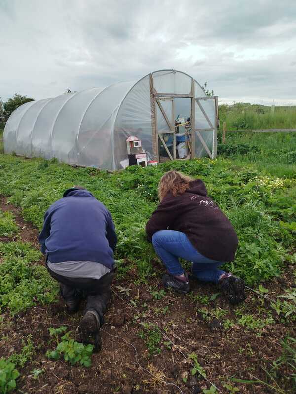 Vegetable garden