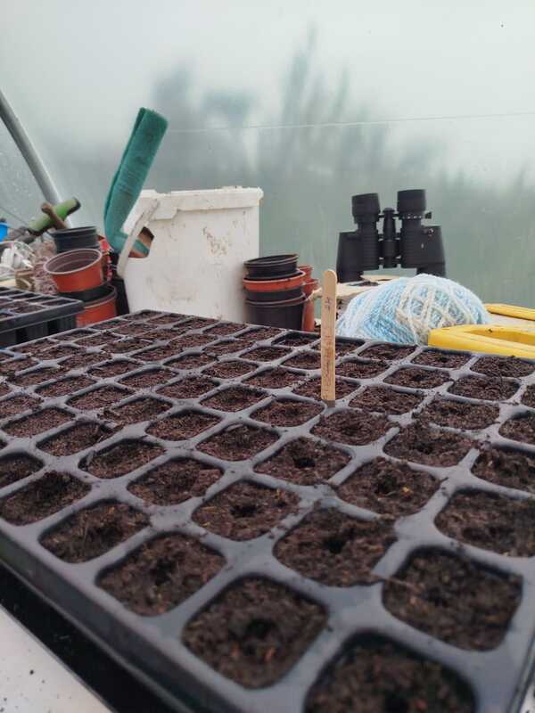 Seeds