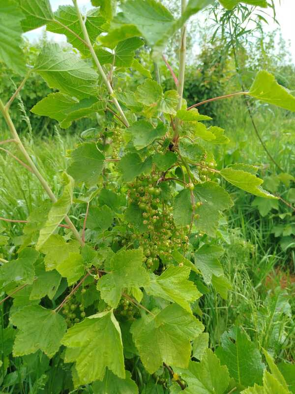 Currant bush