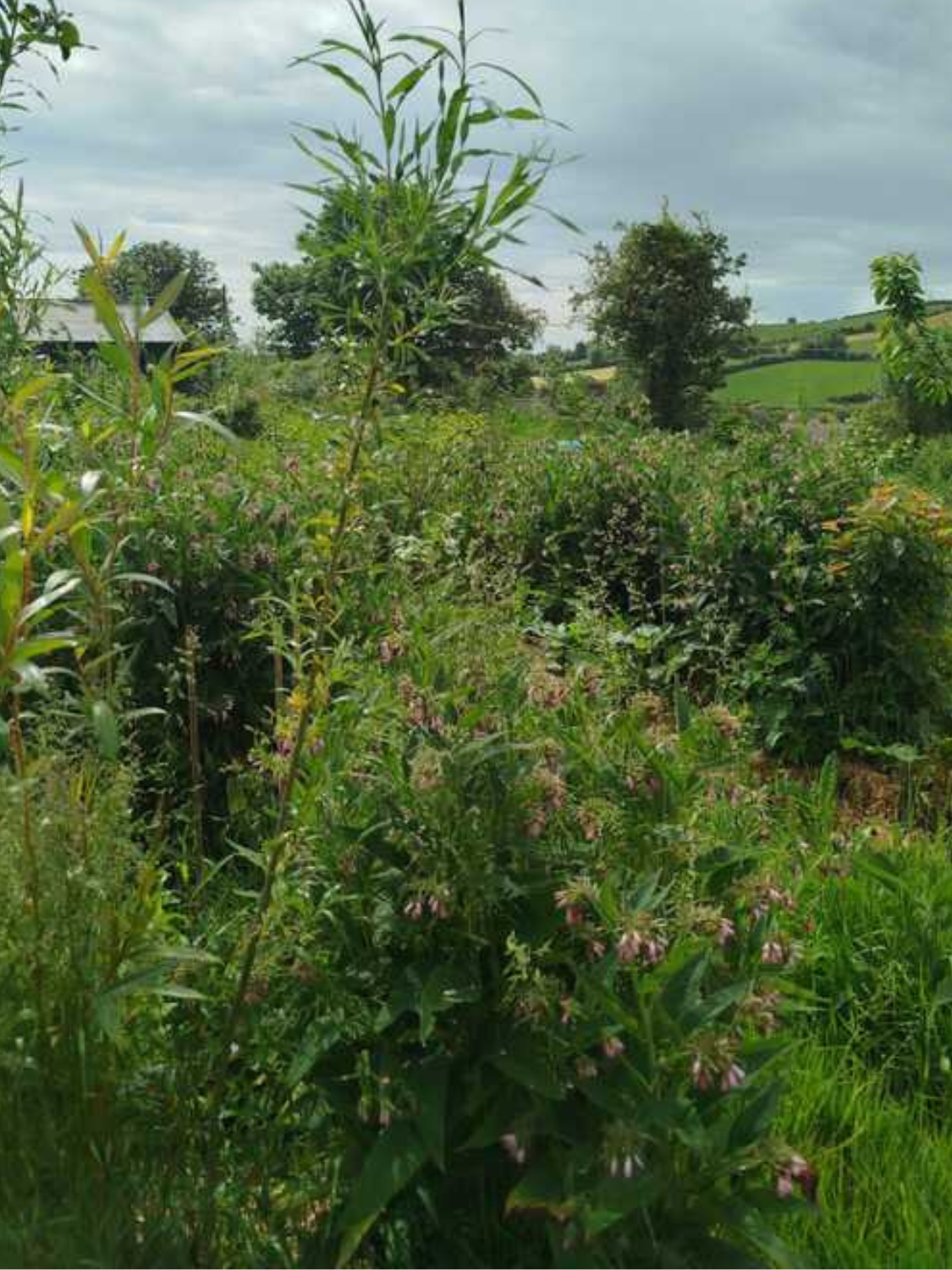 Syntropic agriculture system