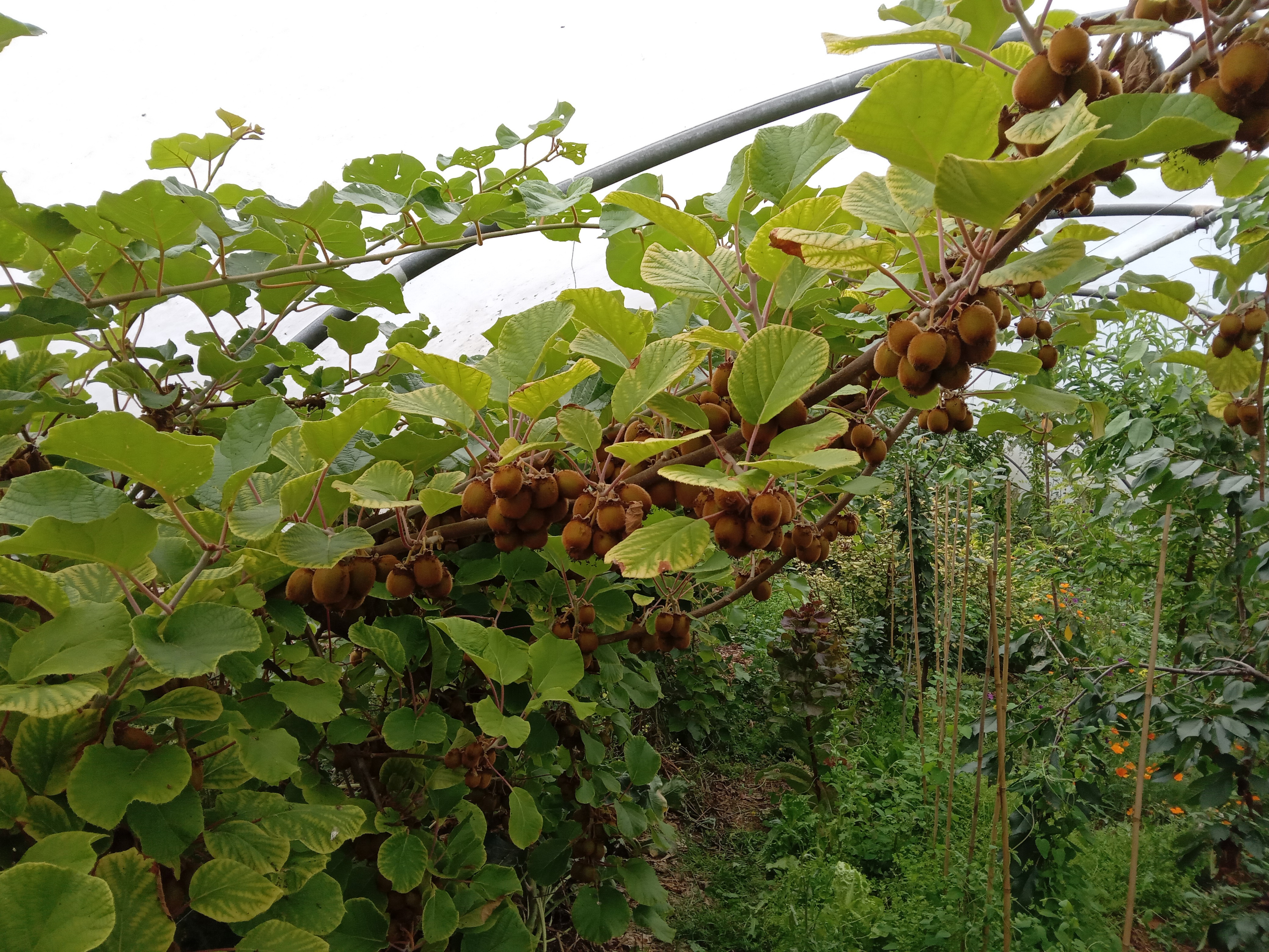 syntropic farming