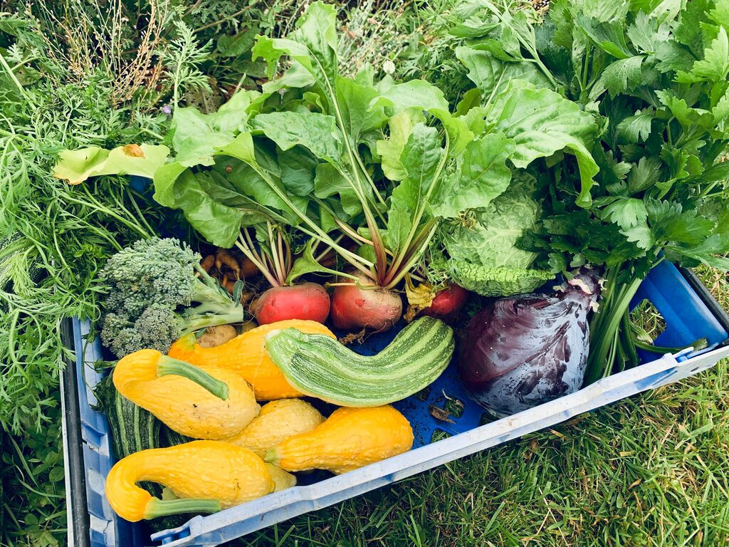 Vegetable harvest 2