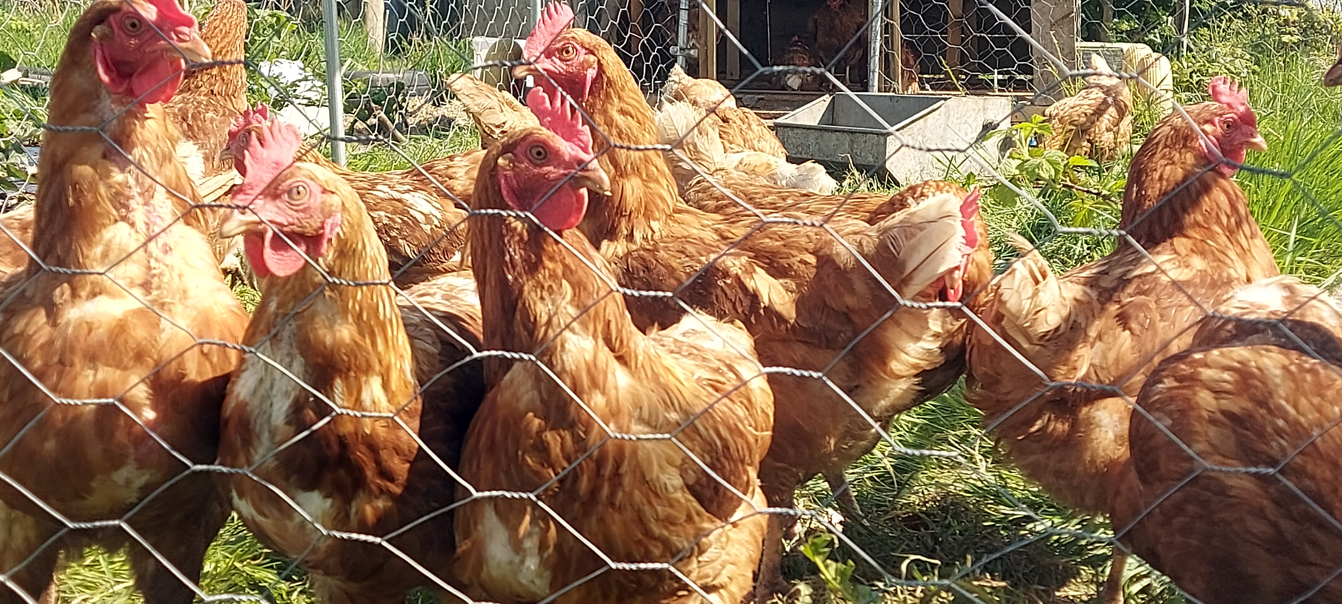 Chickens