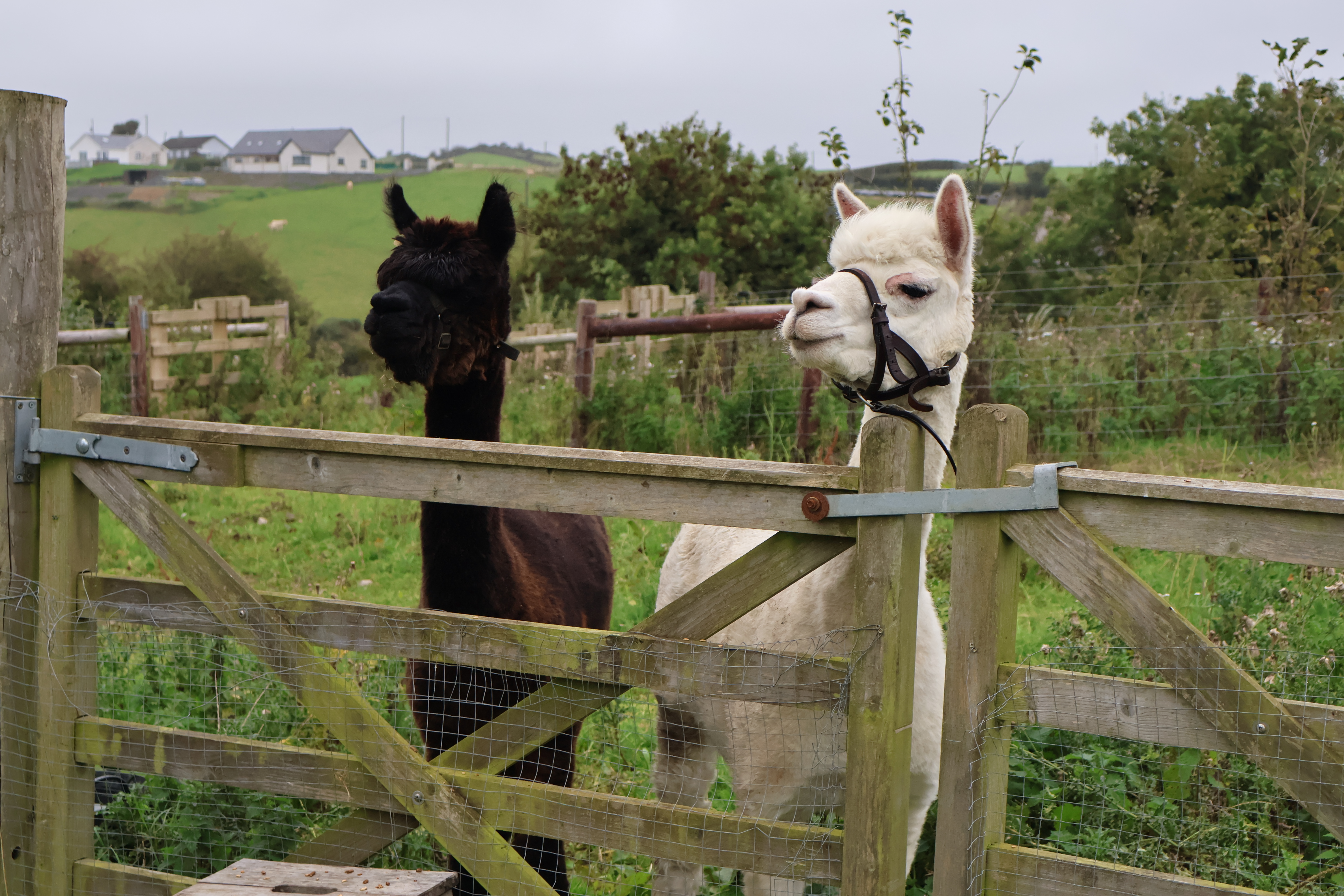 Alpacas