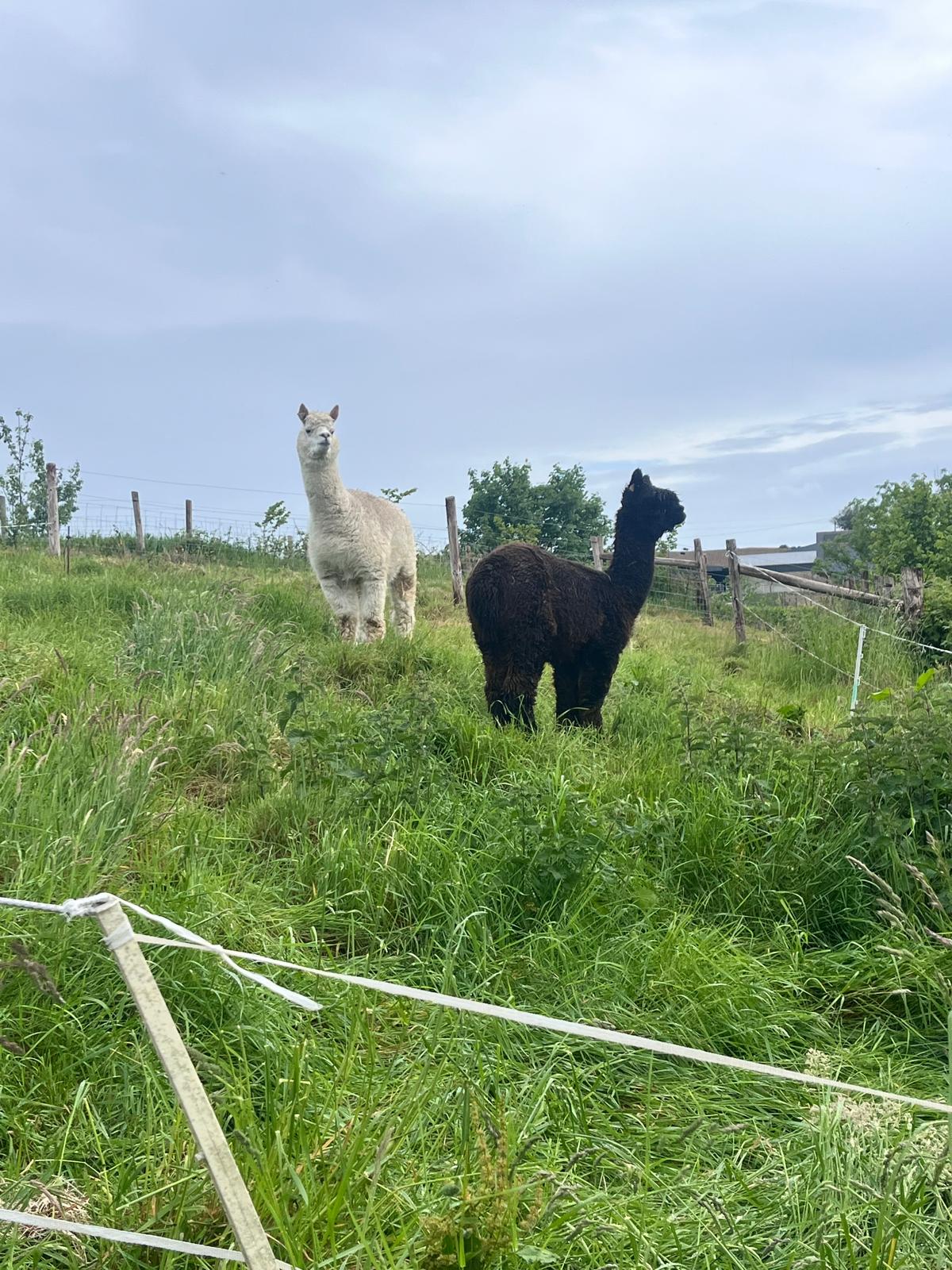 Alpacas