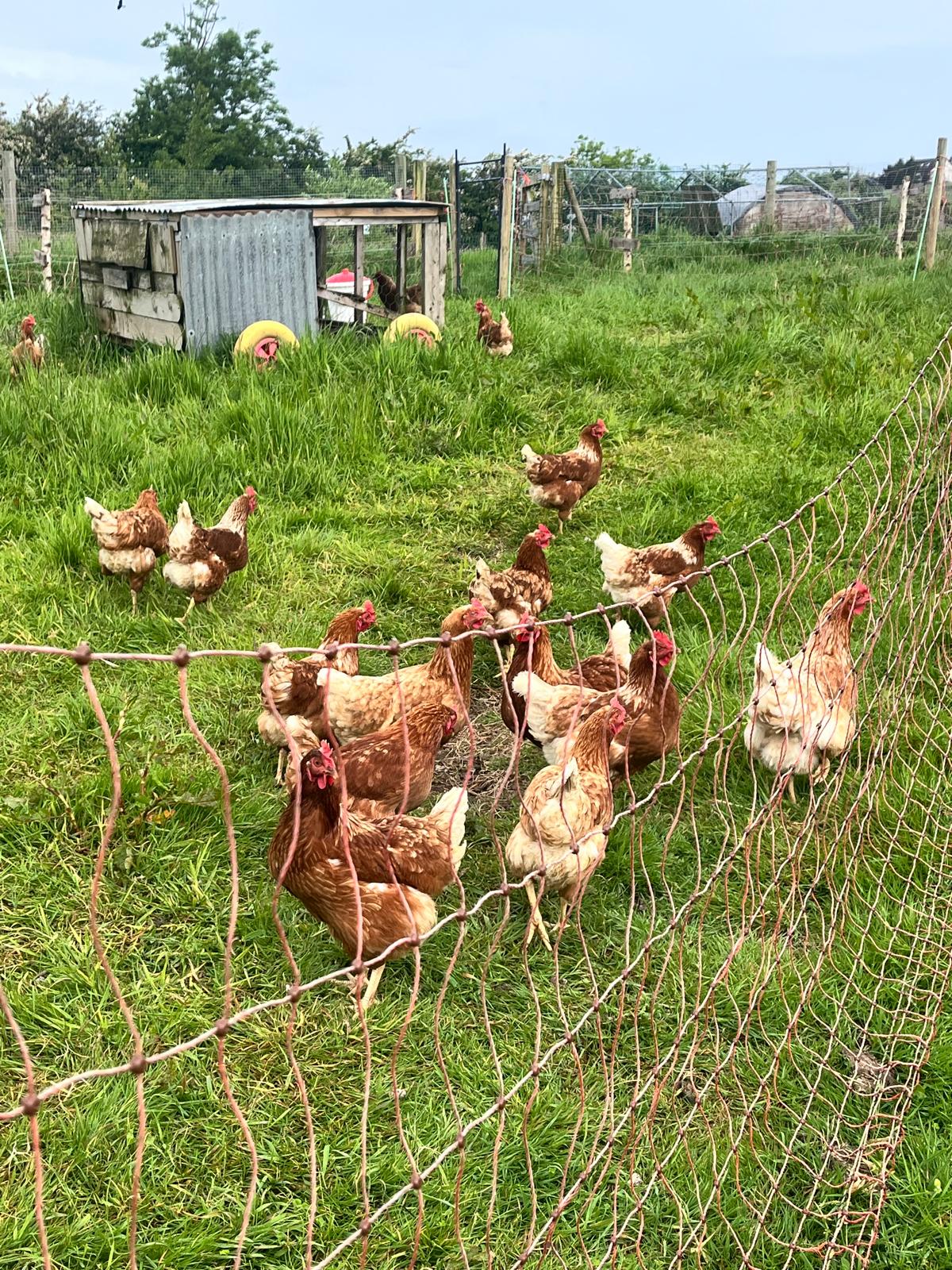 Chickens